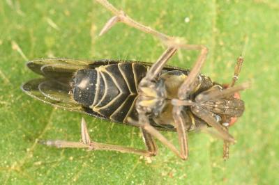 <i>Euides speciosa</i>