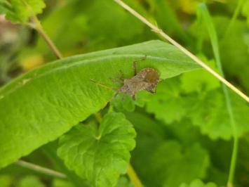 <i>Coreus marginatus</i>