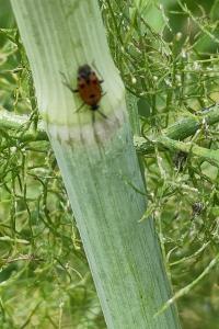 <i>Deraeocoris punctum</i>