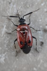 <i>Deraeocoris punctum</i>