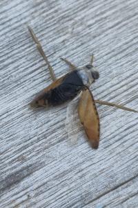<i>Notonecta glauca</i>