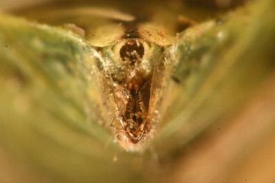 <i>Stictopleurus punctatonervosus</i>