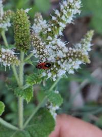 <i>Melanocoryphus albomaculatus</i>