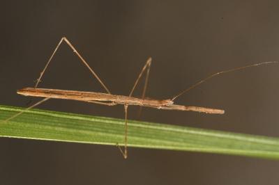 <i>Metapterus linearis</i>