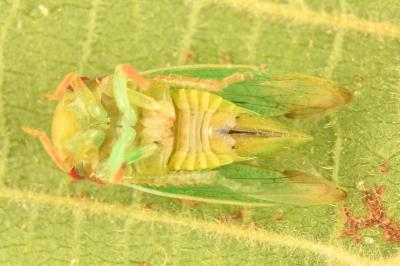 <i>Iassus lanio</i>