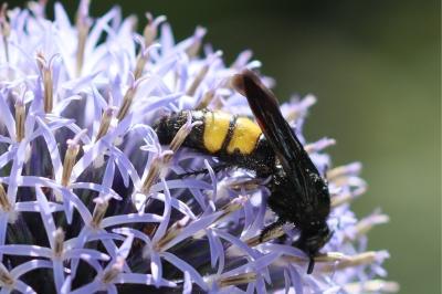 Scolia hirta