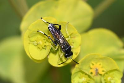 Macrophya montana