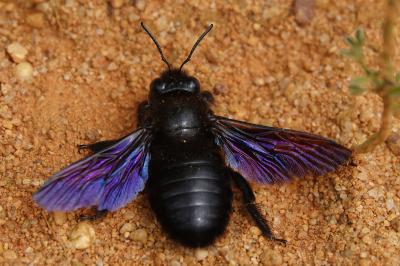 Xylocopa valga