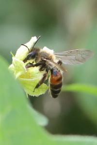 <i>Andrena florea</i>