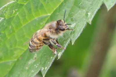 Apis mellifera