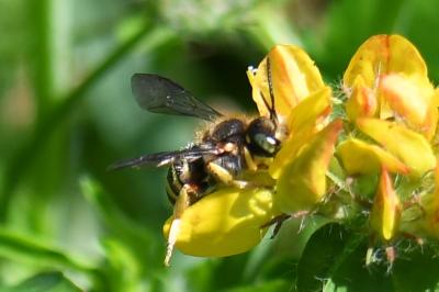 <i>Anthidium manicatum</i>