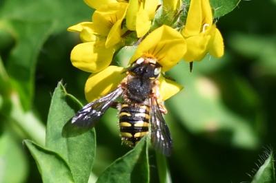 <i>Anthidium manicatum</i>
