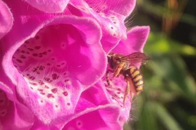 <i>Anthidium florentinum</i>