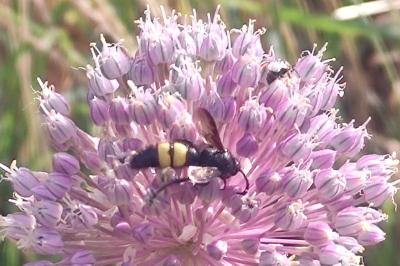 <i>Scolia hirta</i>