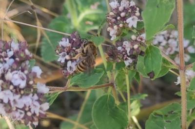 <i>Andrena flavipes</i>