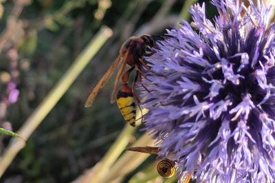 <i>Delta unguiculatum</i>