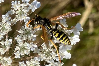 <i>Polistes dominula</i>