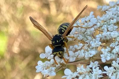 <i>Polistes dominula</i>