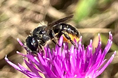 <i>Osmia</i>