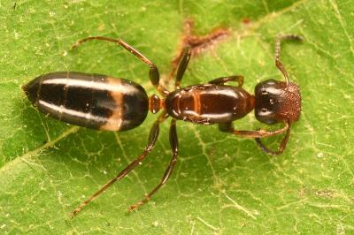 <i>Colobopsis truncata</i>