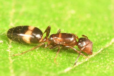 <i>Colobopsis truncata</i>