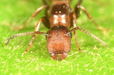 <i>Colobopsis truncata</i>