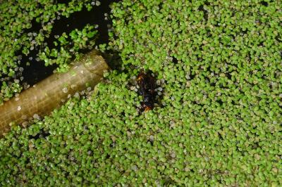 <i>Vespa velutina</i>