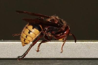 <i>Vespa crabro</i>