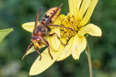 <i>Vespa crabro</i>