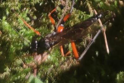<i>Exetastes calobatus</i>