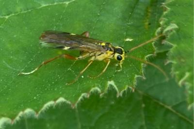 <i>Tenthredopsis litterata</i>