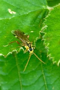 <i>Tenthredopsis litterata</i>