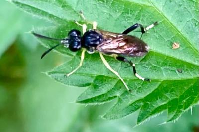 <i>Macrophya montana</i>