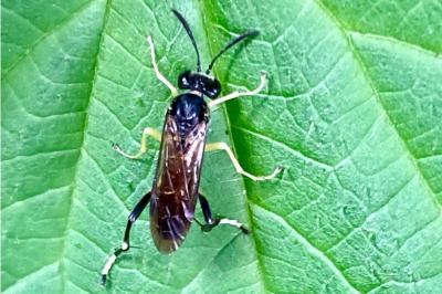 <i>Macrophya montana</i>