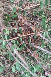 <i>Apis mellifera</i>