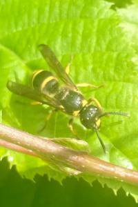 <i>Ancistrocerus</i>