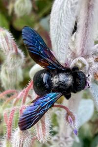 <i>Xylocopa</i>