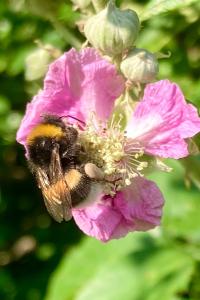 <i>Bombus terrestris</i>