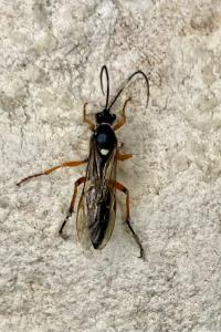 <i>Diphyus quadripunctorius</i>