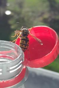 <i>Vespula</i>