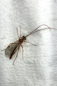 <i>Ophion</i>