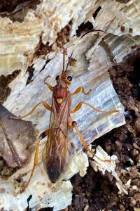 <i>Lymantrichneumon disparis</i>
