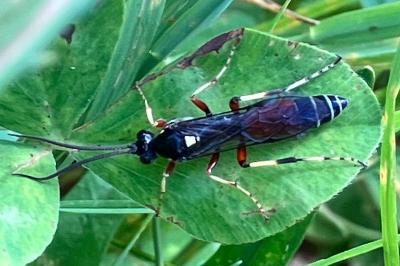 <i>Ctenichneumon panzeri</i>