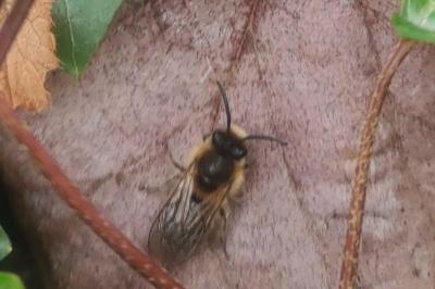 <i>Colletes cunicularius</i>