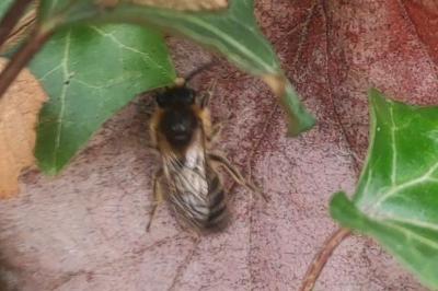 <i>Colletes cunicularius</i>