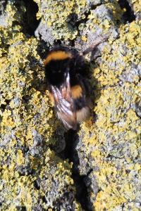 <i>Bombus</i>