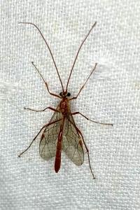 <i>Ophion</i>