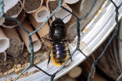 <i>Osmia cornuta</i>