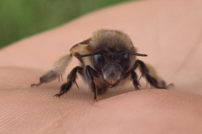 <i>Anthophora plumipes</i>