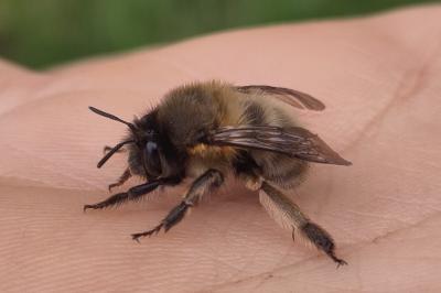 <i>Anthophora plumipes</i>